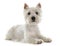 West highland terrier