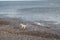 West Highland Terrier on Beach