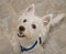 West Highland Terrier Dog Anticipating a Treat