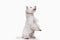 West highland terrier in front of white background