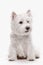 West highland terrier in front of white background