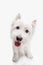 West highland terrier in front of white background