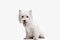 West highland terrier in front of white background