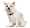 West Highland Terrier mixed with a Papillion dog