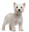 West Highland Terrier puppy, 4 months old