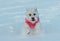 West highland terrier in snow