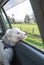 West highland terrier westie dog with head out of car window and