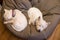 West highland terrier westie dogs sleeping on beanbag bed indoors