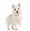 West Highland White Terrie dog, westie, walking , isolated on wh