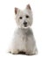 West Highland White Terrier( 1 year old )