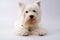 West highland white terrier