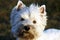 West Highland White Terrier