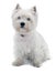 West Highland White Terrier