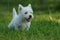 West highland white terrier 2