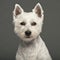 West Highland White Terrier, 2 years old