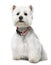 West Highland White Terrier (2 years old) sitting.