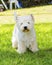 West Highland White Terrier