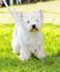 West Highland White Terrier