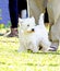 West Highland White Terrier