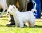 West Highland White Terrier