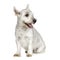 West Highland White Terrier (4 years)