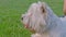 West Highland White Terrier