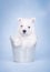 West Highland White Terrier