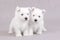 West Highland White Terrier