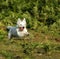 West Highland White Terrier