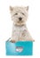 West highland white terrier