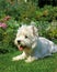 WEST HIGHLAND WHITE TERRIER, ADULT RESTING ON GRASS