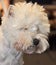 West highland white terrier dog