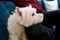 West Highland White Terrier dog enjoys company of his owner sitting on couch together and petting lovely dogs.