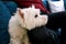 West Highland White Terrier dog enjoys company of his owner sitting on couch together and petting lovely dogs.