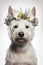 west Highland white terrier dog with a flower wreath on his head, on a white background