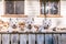 West highland white terrier dog pack laying in a row on old wood