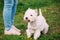 West Highland White Terrier Dog Sitting At Feet Of Owner In Green Grass