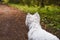 West highland white Terrier dog on a walk in the summer park with it`s owner. Looking after people went ahead on the path.