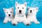 West Highland White Terrier dogs puppies family on blue background