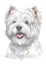 West Highland white Terrier Dogs water colour 013