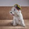 West highland white terrier dressed up as a pirate