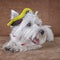 West highland white terrier dressed up as a pirate