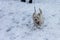 West Highland White Terrier enjoying a walk in the snow.