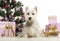 West Highland White Terrier in front of Christmas decorations