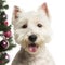 West Highland White Terrier in front of Christmas decorations