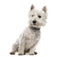 West Highland White Terrier in front of a white