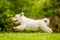 West Highland White Terrier jumping over grass with daisies.