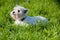 West Highland White Terrier lies in green grass