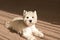 West highland white Terrier lies at home on the carpet