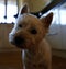 West Highland White Terrier little face